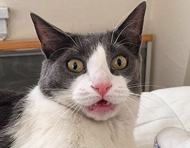 英小猫滑稽照片惹人爱