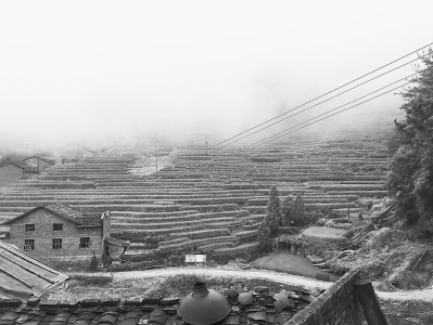 过去抛荒的“空壳村”,如今一片绿油油