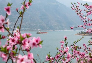 #（春季美丽生态）（1）三峡春日桃花红